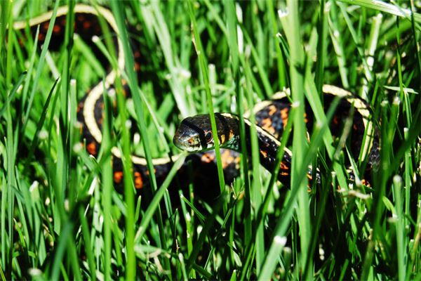 姓名測試:吳凝珍