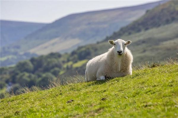 分數(shù)起名_如何給男生起萌萌的小名