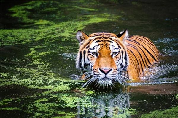 姓名王劍青打分得分_取名王劍青五格分析