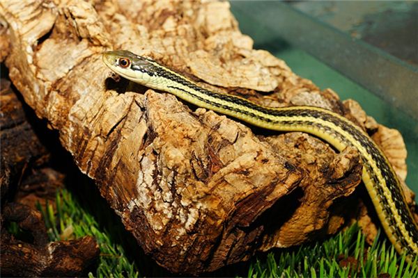 免費取名_周華清