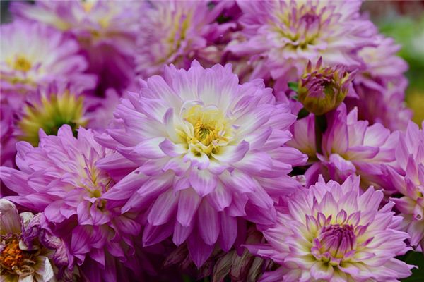 張志發的姓名打分結果_張志發五行分析