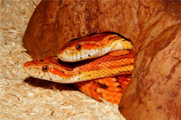 專業取名_西游記人物名字