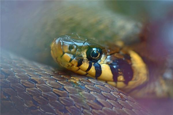 楊聞孫的姓名打分結(jié)果_楊聞孫五行分析