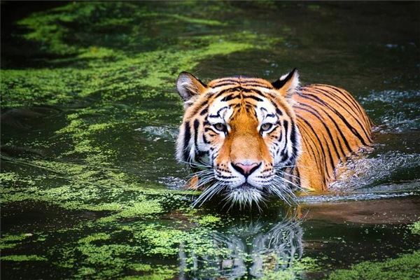 牛寶寶取名:鄭芯妤