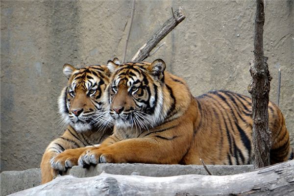 名字評(píng)分:吳浩歌