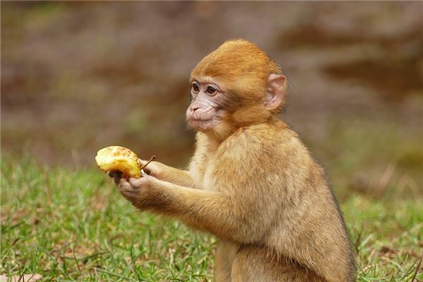 羅佩萍的姓名打分結(jié)果_羅佩萍五行分析