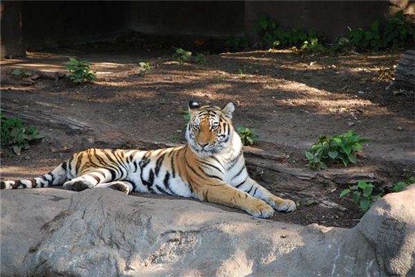 生辰八字取名_萬永誠