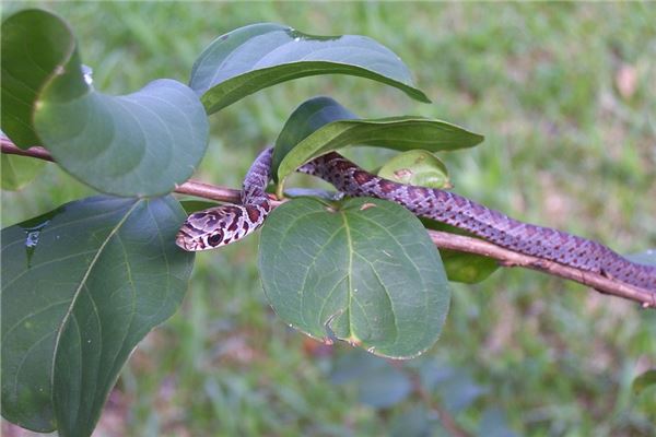 好聽的名字_孫棠華