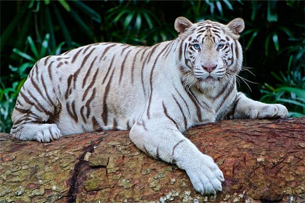 新生兒起名_鄭書語