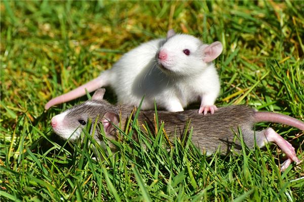 張碧池的姓名打分結果_張碧池五行分析