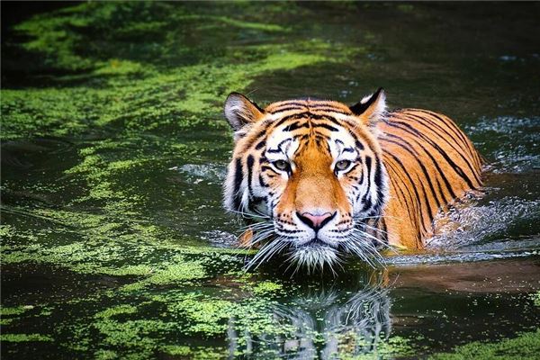 唐思琪 這個名字的意義