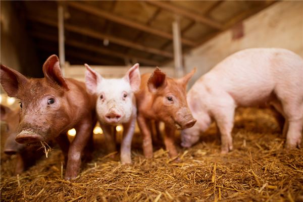 張貝的姓名打分結果_張貝五行分析