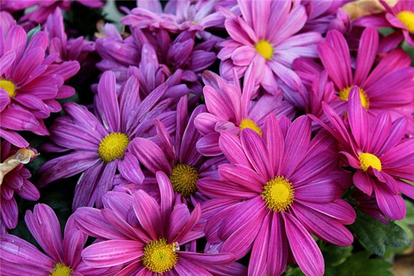 沈愛栩的姓名打分結果_沈愛栩五行分析