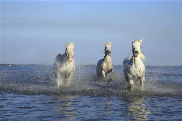 湯秋兒的姓名打分結果_湯秋兒五行分析