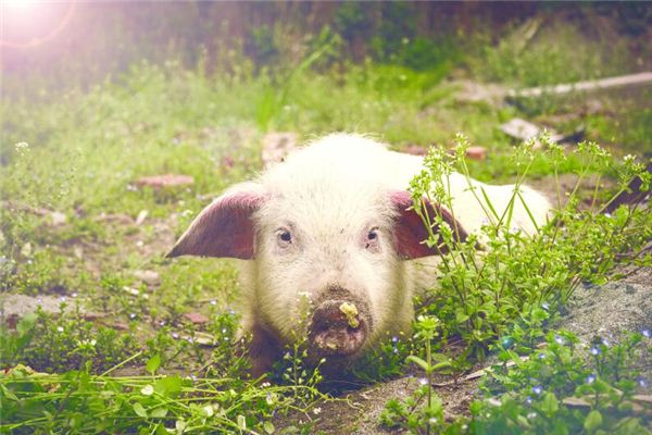 龐秀玉的姓名打分結果_龐秀玉五行分析