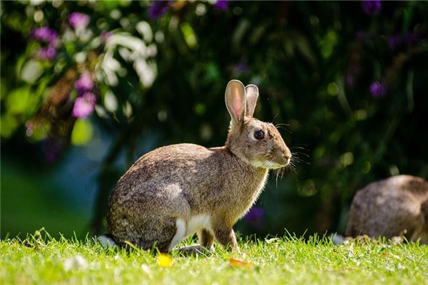 起名打分:吳凌蝶