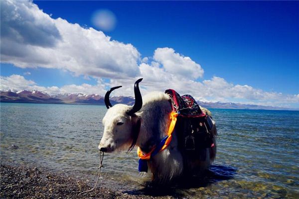 陳彥蘅的姓名打分結果_陳彥蘅的姓名五行分析