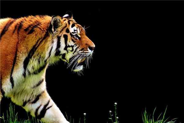 洪時中的姓名打分結果_洪時中五行分析