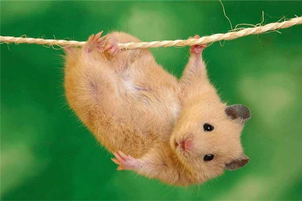 5個字的藝術名字