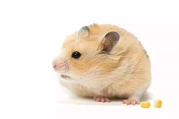 郎豐津的姓名打分結果_郎豐津五行分析