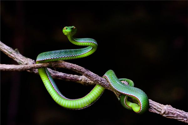 聶海芬的姓名打分結果_聶海芬五行分析