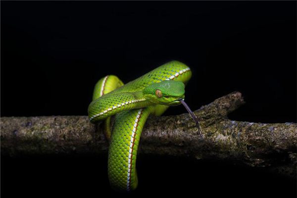 劉思薇的姓名打分結果_劉思薇五行分析