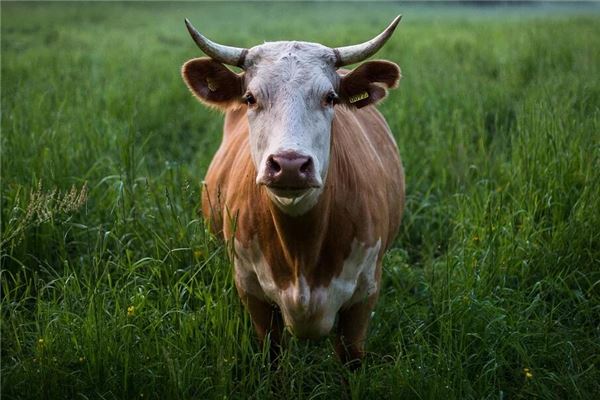 網絡起名_周易免費測名字打分
