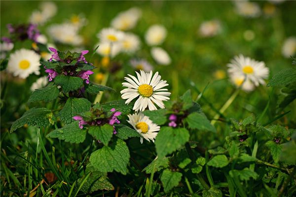 姓名得分_孫運駿