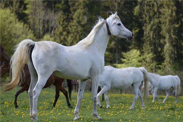 馬天如的姓名打分結果_馬天如五行分析