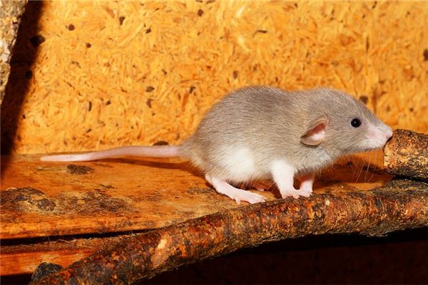 專業取名_王婉婉