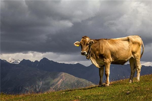 陸姓跟王姓女孩名字怎么取