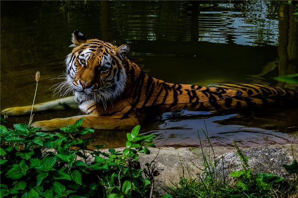 詩(shī)詞取名_小孩起名大全女孩好聽(tīng)的