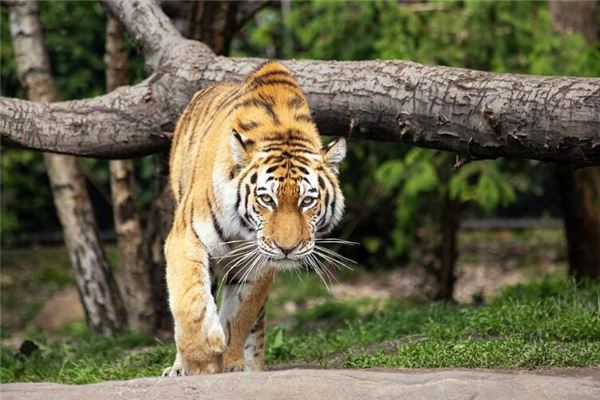 徐子菲的姓名打分結(jié)果_徐子菲五行分析