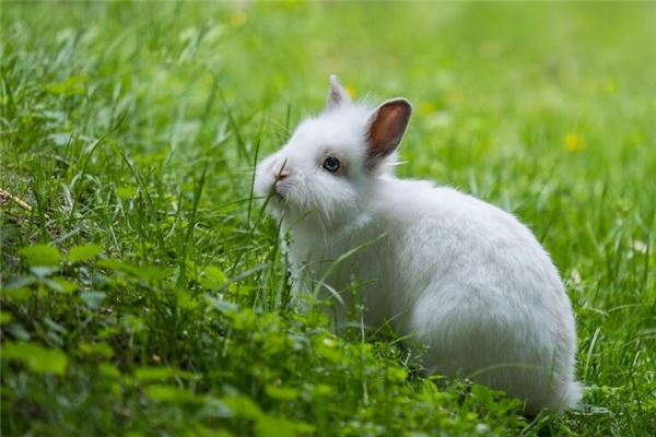 喬森潘的姓名打分結果_喬森潘五行分析