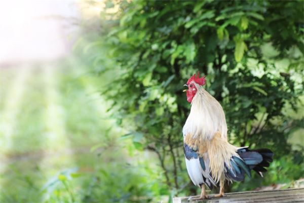 姓名測試:吳靈松