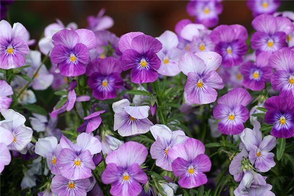 梁必志的姓名打分結果_梁必志五行分析  第1張