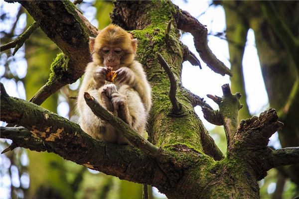 寶寶起名:吳瑤瑾