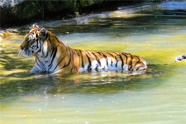 聶洪生的姓名打分結果_聶洪生五行分析