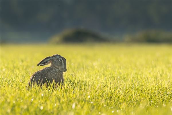周詩嘉的姓名打分結(jié)果_周詩嘉五行分析