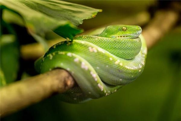 起名字打分:吳尋梅