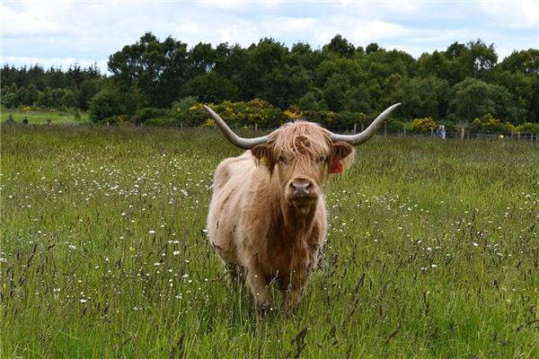 黃瀞怡的姓名打分結果_黃瀞怡五行分析