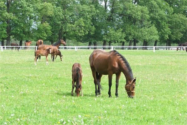 專業取名_鄭飛燕