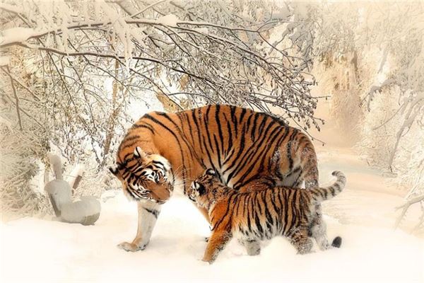 林伊娃的姓名打分結(jié)果_林伊娃五行分析