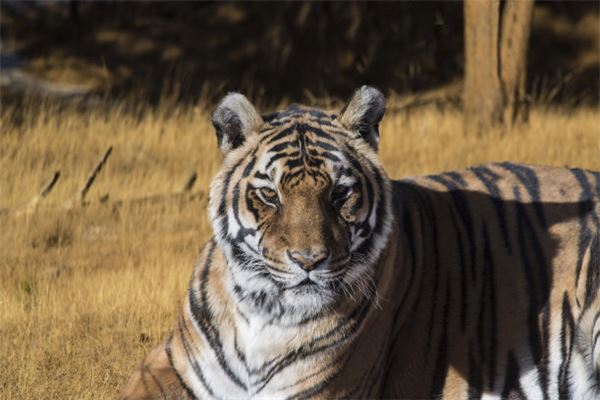 寶寶取名_好聽的萌寶小名