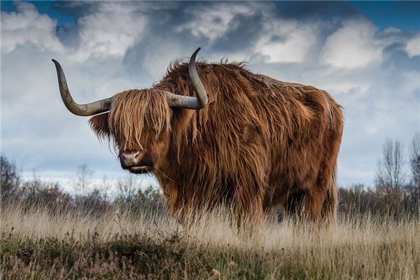 姓氏起源_周芳荃