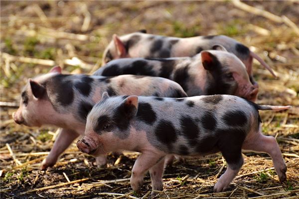 劉亞仁的姓名打分結(jié)果_劉亞仁五行分析