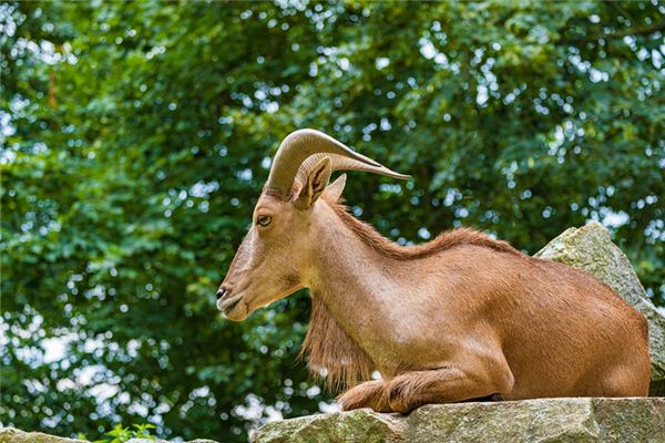 王爾智的姓名打分結果_王爾智五行分析
