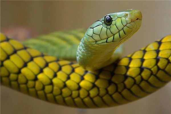 房少梅的姓名打分結果_房少梅的姓名五行分析