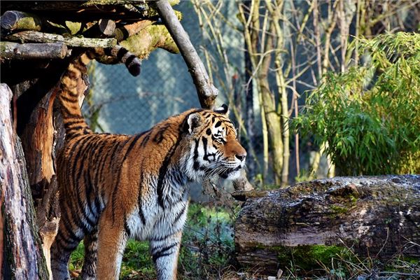 仲丘的姓名打分結果_仲丘五行分析