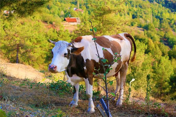 張祥前的姓名打分結果_張祥前五行分析